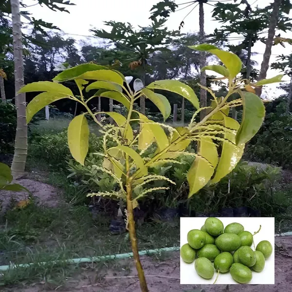 Sour_Indian_O_Jalpai_All_Time_Layering/Grafted_Fruit_Plant_(1.5-3_Feet_Height)