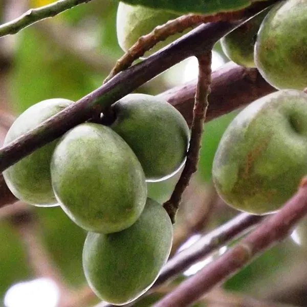 Sour_Indian_O_Jalpai_All_Time_Layering/Grafted_Fruit_Plant_(1.5-3_Feet_Height)