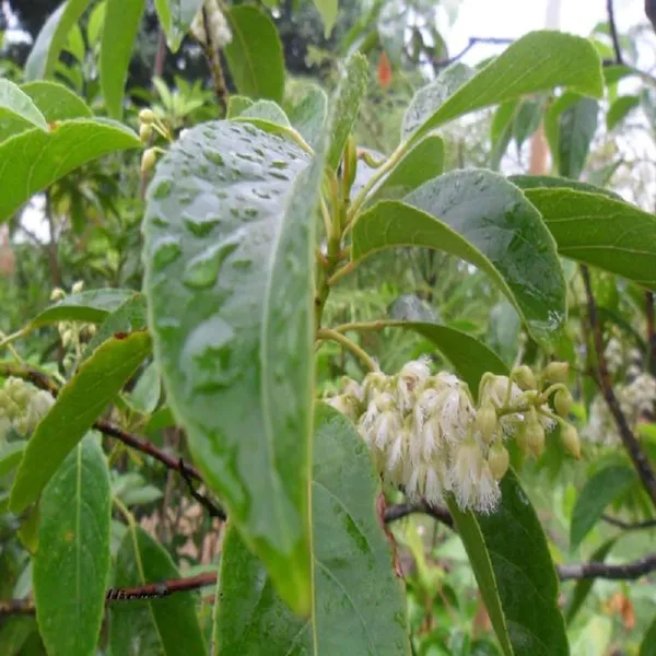 Sour_Indian_O_Jalpai_All_Time_Layering/Grafted_Fruit_Plant_(1.5-3_Feet_Height)