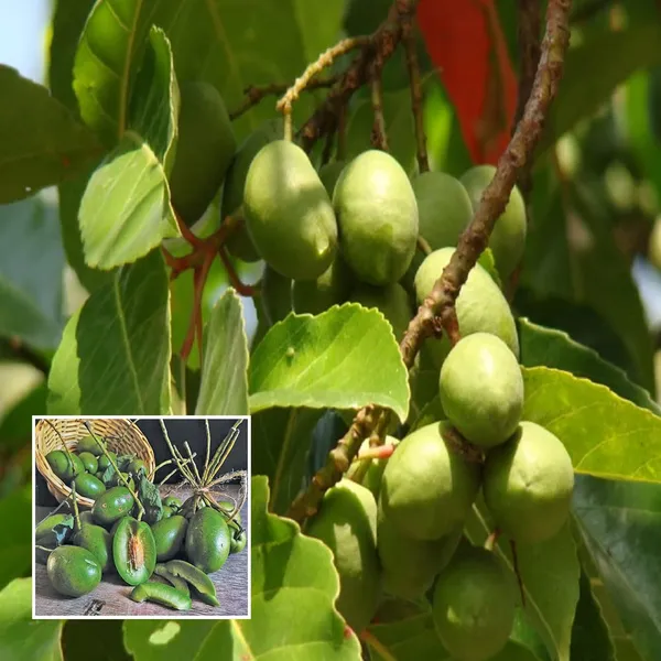 Sour_Indian_O_Jalpai_All_Time_Layering/Grafted_Fruit_Plant_(1.5-3_Feet_Height)