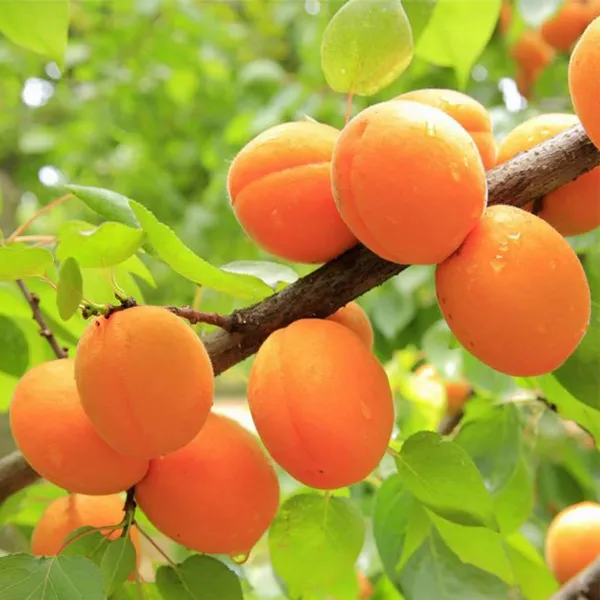 Apricot_Layering/Grafted_Fruit_Plant_(1.5-3_Feet_Height)