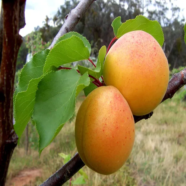 Apricot_Layering/Grafted_Fruit_Plant_(1.5-3_Feet_Height)