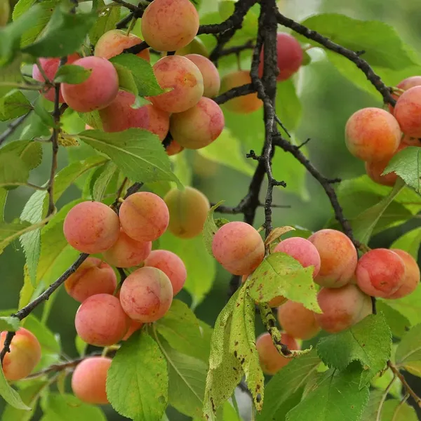 Apricot_Layering/Grafted_Fruit_Plant_(1.5-3_Feet_Height)