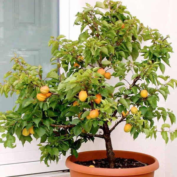 Apricot_Layering/Grafted_Fruit_Plant_(1.5-3_Feet_Height)