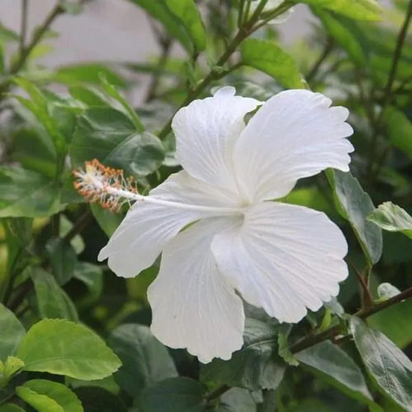 White_Colour_Hibiscus_Joba_Gudhal_Flower_Plant_(1-2_Feet_Height)
