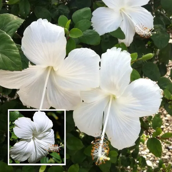 White_Colour_Hibiscus_Joba_Gudhal_Flower_Plant_(1-2_Feet_Height)