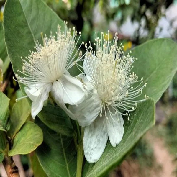 Allahabad_Safeda_Guava_Amrood_Layering/Grafted_Fruit_Plant_(1.5-3_Feet_Height)
