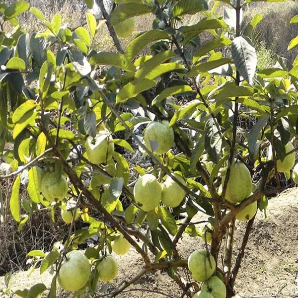 Allahabad_Safeda_Guava_Amrood_Layering/Grafted_Fruit_Plant_(1.5-3_Feet_Height)