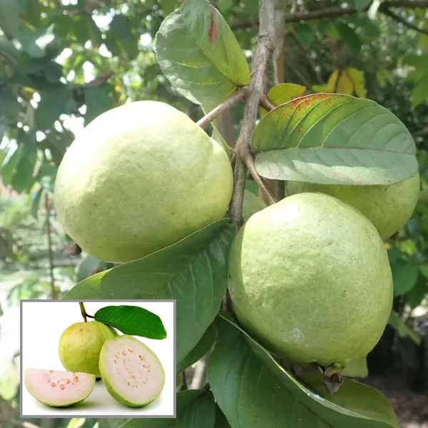 Allahabad_Safeda_Guava_Amrood_Layering/Grafted_Fruit_Plant_(1.5-3_Feet_Height)