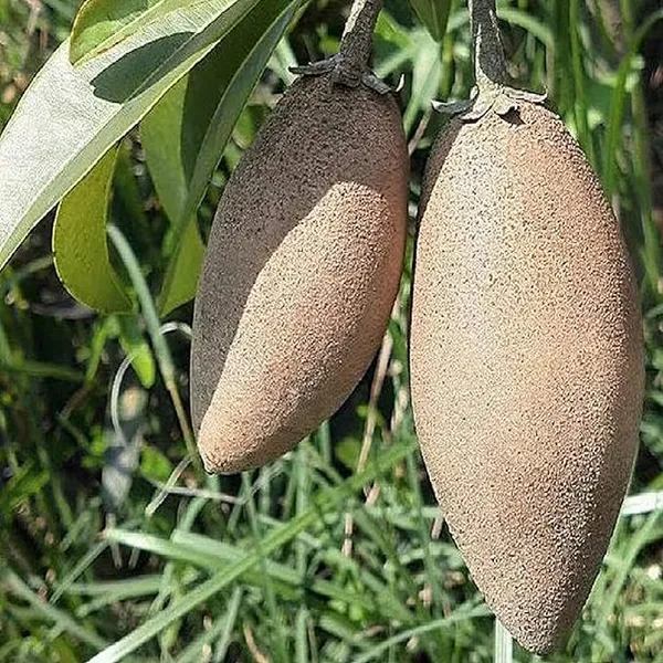 Thai_Banana_Long_Chikoo_Sapota_Grafted_Fruit_Plant_(1.5-3_Feet_Height)
