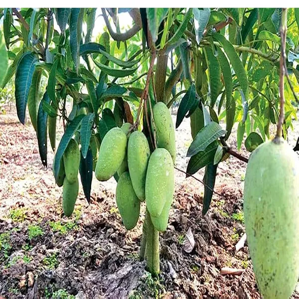 Thai_Catimon_Katimon_All_Time_Sweet_Fruit_Mango_Aam_Grafted_Fruit_Plant_(1.5-3_Feet_Height)