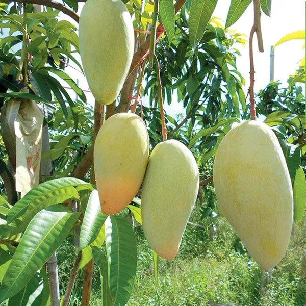 Thai_Catimon_Katimon_All_Time_Sweet_Fruit_Mango_Aam_Grafted_Fruit_Plant_(1.5-3_Feet_Height)