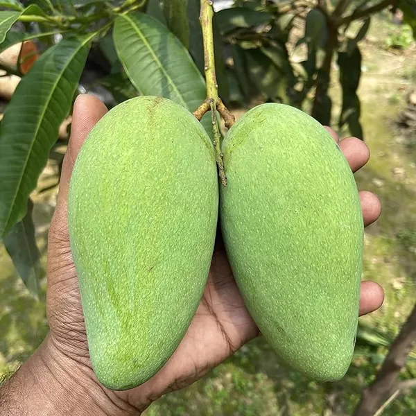 Thai_Catimon_Katimon_All_Time_Sweet_Fruit_Mango_Aam_Grafted_Fruit_Plant_(1.5-3_Feet_Height)
