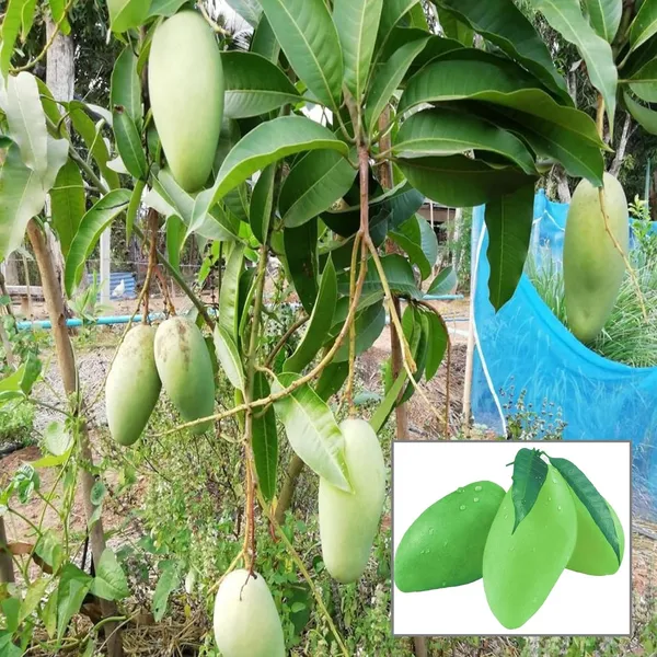 Thai_Catimon_Katimon_All_Time_Sweet_Fruit_Mango_Aam_Grafted_Fruit_Plant_(1.5-3_Feet_Height)