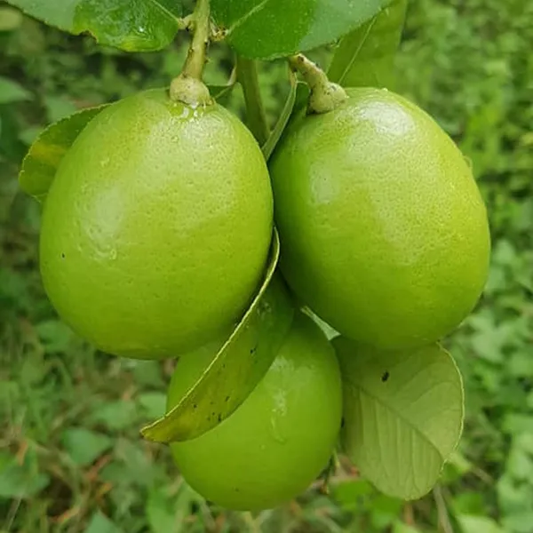 Nimbu_Seedless_All_Time_Lemon_Lemon_Nimbu_Layering/Grafted_Fruit_Plant_(1-2_Feet_Height)