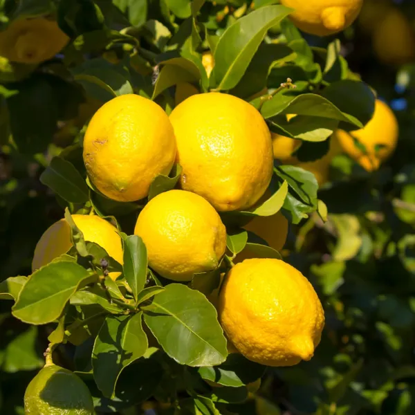 Nimbu_Seedless_All_Time_Lemon_Lemon_Nimbu_Layering/Grafted_Fruit_Plant_(1-2_Feet_Height)