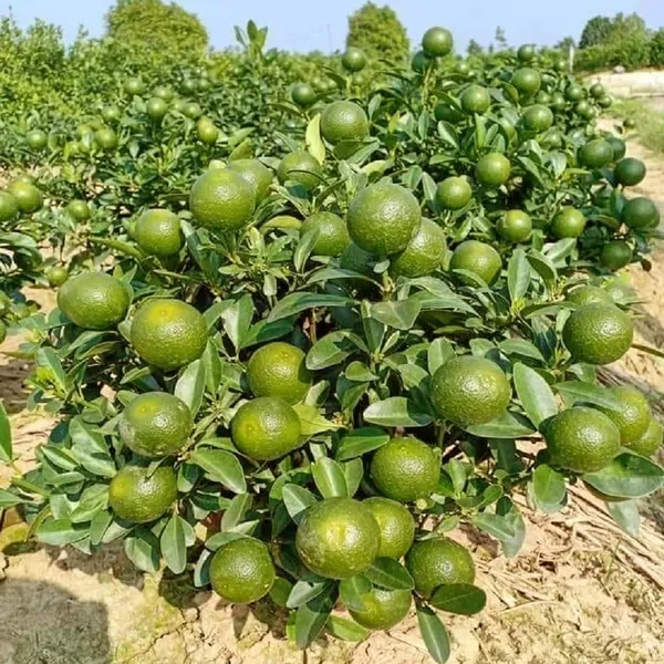 Vietnam_All_Time_Malta_Mosambi_Grafted_Fruit_Plant_(1.5-2_Feet_Height)