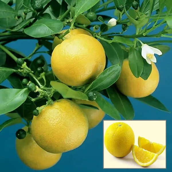 Vietnam_All_Time_Malta_Mosambi_Grafted_Fruit_Plant_(1.5-2_Feet_Height)