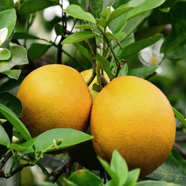 Vietnam_All_Time_Malta_Mosambi_Grafted_Fruit_Plant_(1.5-2_Feet_Height)