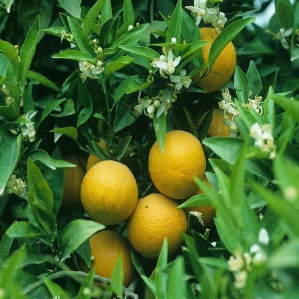Vietnam_All_Time_Malta_Mosambi_Grafted_Fruit_Plant_(1.5-2_Feet_Height)