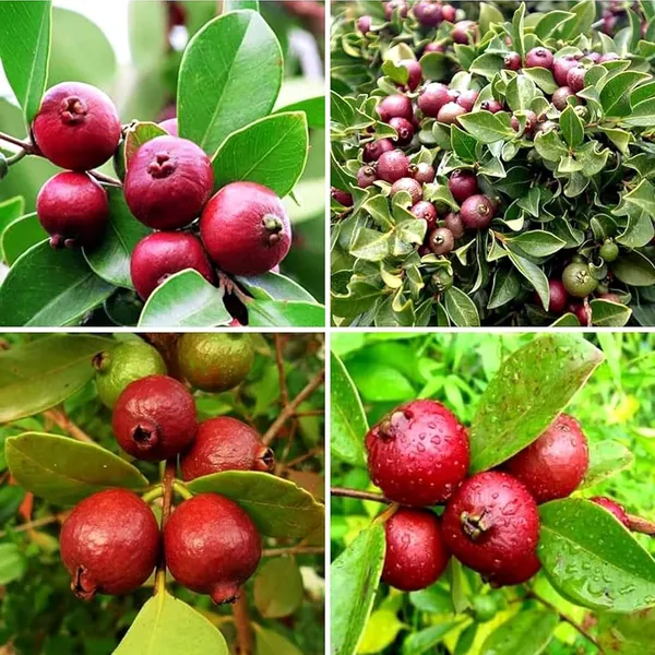 Red_Strawberry_Guava_Amrood_Layering/Grafted_Fruit_Plant_(1.5-3_Feet_Height)