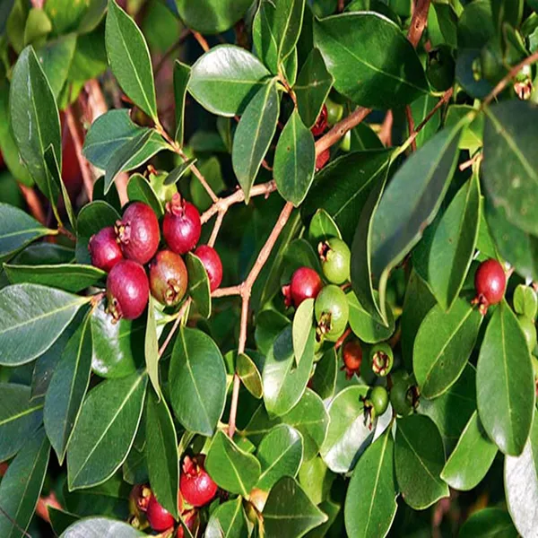 Red_Strawberry_Guava_Amrood_Layering/Grafted_Fruit_Plant_(1.5-3_Feet_Height)