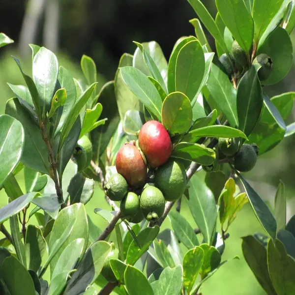 Red_Strawberry_Guava_Amrood_Layering/Grafted_Fruit_Plant_(1.5-3_Feet_Height)