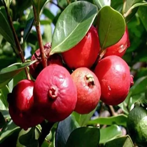 Red_Strawberry_Guava_Amrood_Layering/Grafted_Fruit_Plant_(1.5-3_Feet_Height)