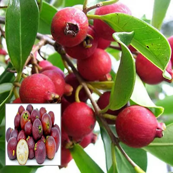 Red_Strawberry_Guava_Amrood_Layering/Grafted_Fruit_Plant_(1.5-3_Feet_Height)