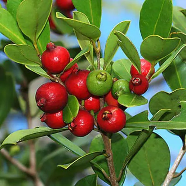 Red_Strawberry_Guava_Amrood_Layering/Grafted_Fruit_Plant_(1.5-3_Feet_Height)