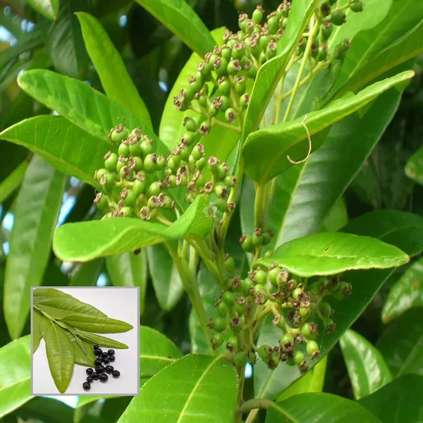 All_Spice_Pimenta_Dioica_Spice_Scented_Leaf_Spice_Plant_(1.5-3_Feet_Height)