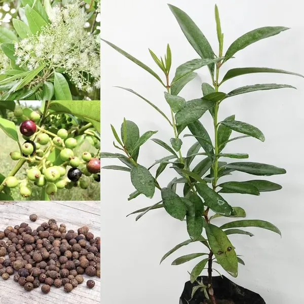 All_Spice_Pimenta_Dioica_Spice_Scented_Leaf_Spice_Plant_(1.5-3_Feet_Height)