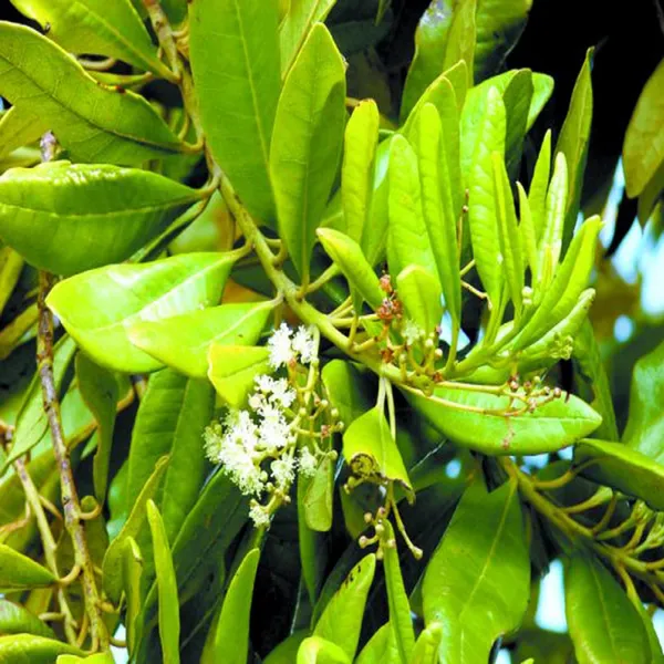 All_Spice_Pimenta_Dioica_Spice_Scented_Leaf_Spice_Plant_(1.5-3_Feet_Height)