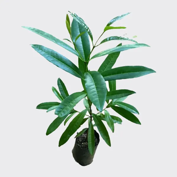 All_Spice_Pimenta_Dioica_Spice_Scented_Leaf_Spice_Plant_(1.5-3_Feet_Height)
