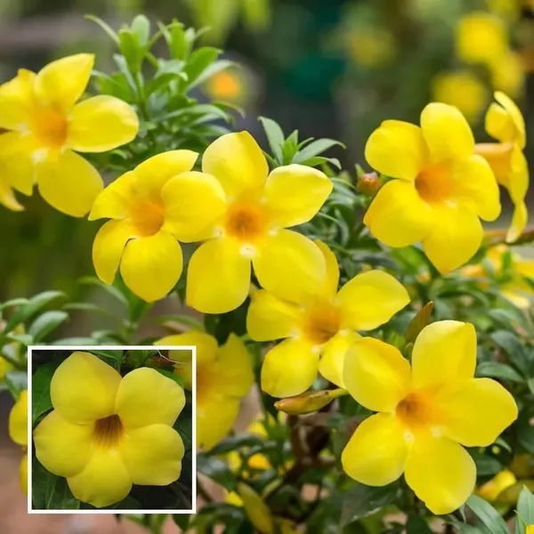 Yellow_Allamanda_Cathartica_Round_The_Year_Flower_Plant_(1-2_Feet_Height)