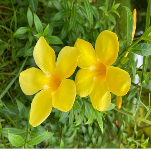 Yellow_Allamanda_Cathartica_Round_The_Year_Flower_Plant_(1-2_Feet_Height)