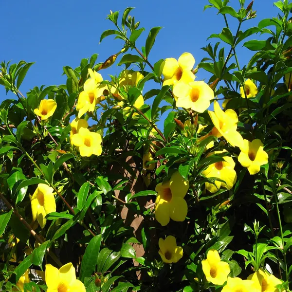 Yellow_Allamanda_Cathartica_Round_The_Year_Flower_Plant_(1-2_Feet_Height)