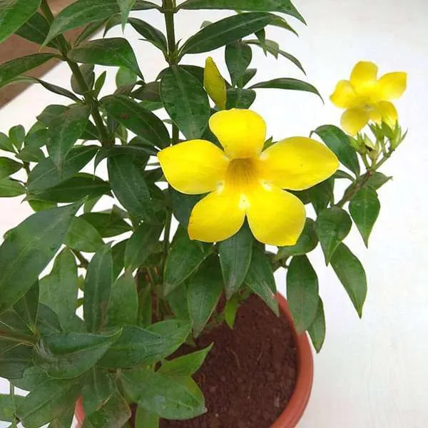 Yellow_Allamanda_Cathartica_Round_The_Year_Flower_Plant_(1-2_Feet_Height)