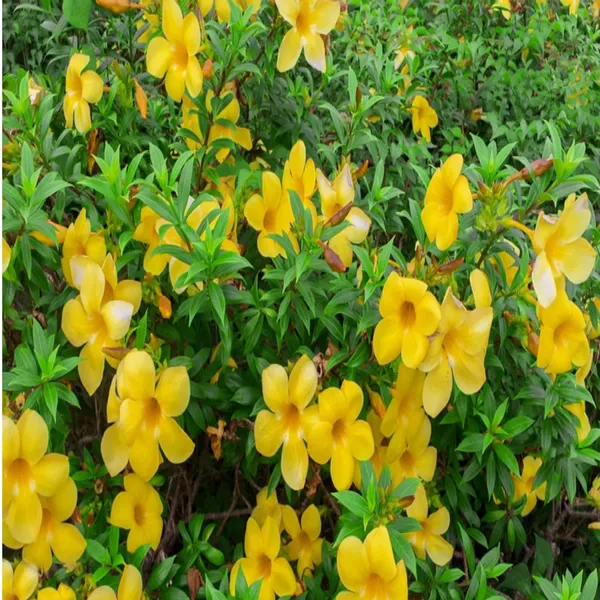 Yellow_Allamanda_Cathartica_Round_The_Year_Flower_Plant_(1-2_Feet_Height)
