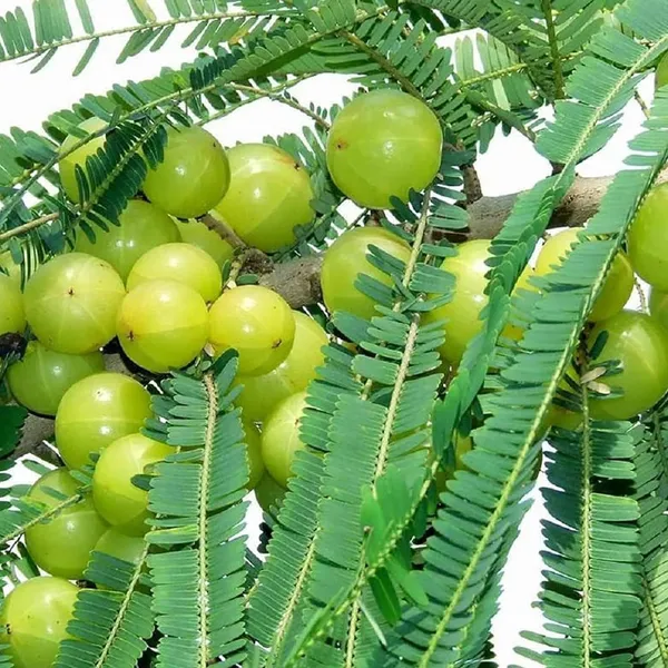 Sweet_Banaras_Amla_Gooseberries_Amloki_Grafted_Fruit_Plant_(1.5-3_Feet_Height)