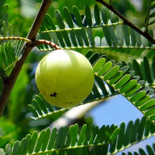 Sweet_Banaras_Amla_Gooseberries_Amloki_Grafted_Fruit_Plant_(1.5-3_Feet_Height)