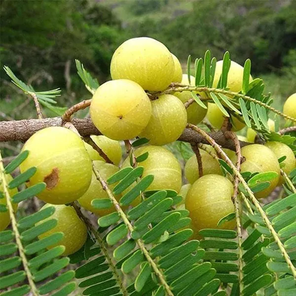 Sweet_Banaras_Amla_Gooseberries_Amloki_Grafted_Fruit_Plant_(1.5-3_Feet_Height)