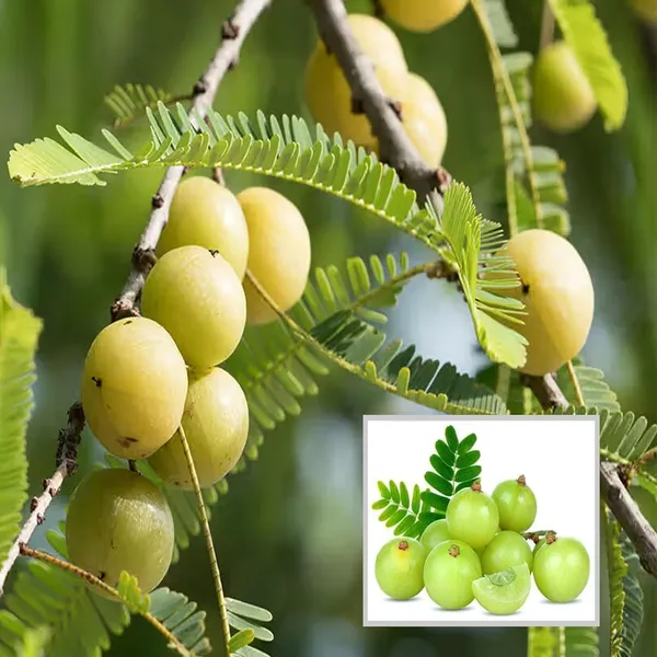 Amla_Gooseberries_Amloki_Grafted_Fruit_Plant_(1.5-3_Feet_Height)