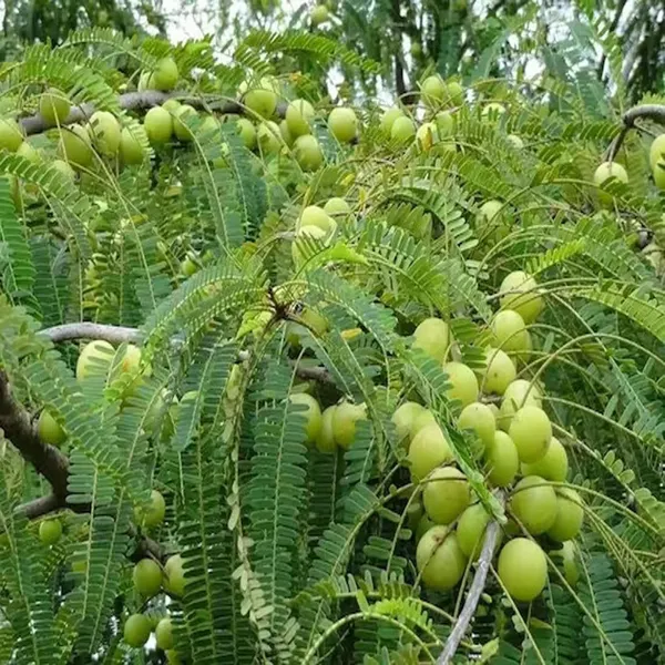Amla_Gooseberries_Amloki_Grafted_Fruit_Plant_(1.5-3_Feet_Height)