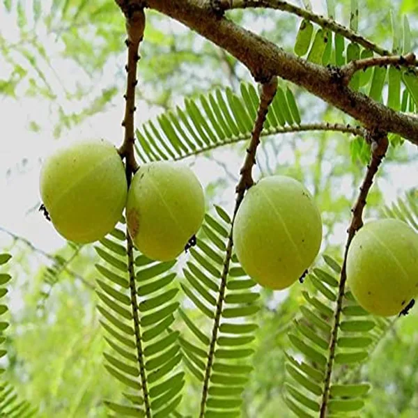 Amla_Gooseberries_Amloki_Grafted_Fruit_Plant_(1.5-3_Feet_Height)