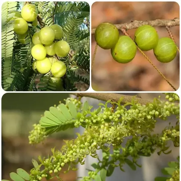 Amla_Gooseberries_Amloki_Grafted_Fruit_Plant_(1.5-3_Feet_Height)