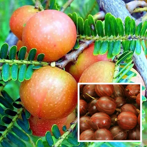 Thai_Red_Amla_Gooseberries_Amloki_Grafted_Fruit_Plant_(1.5-3_Feet_Height)