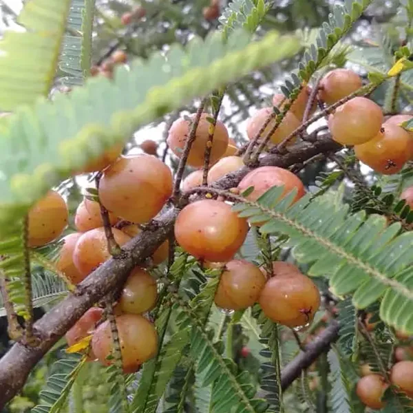 Thai_Red_Amla_Gooseberries_Amloki_Grafted_Fruit_Plant_(1.5-3_Feet_Height)