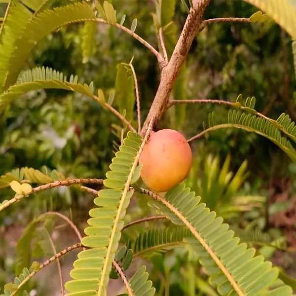 Thai_Red_Amla_Gooseberries_Amloki_Grafted_Fruit_Plant_(1.5-3_Feet_Height)