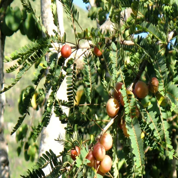 Thai_Red_Amla_Gooseberries_Amloki_Grafted_Fruit_Plant_(1.5-3_Feet_Height)